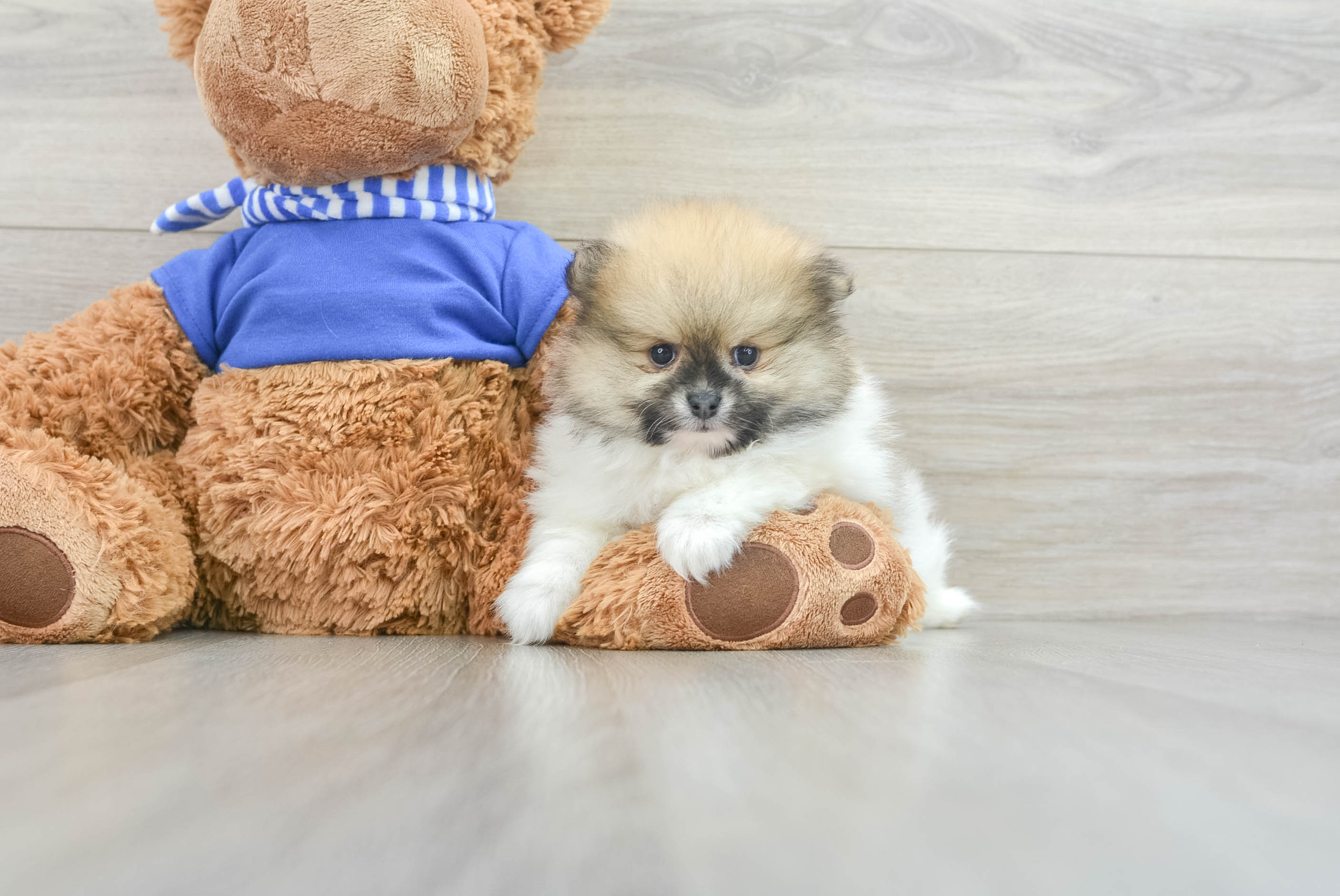 Happy Pomeranian Purebred Puppy