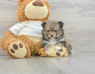 7 week old Pomeranian Puppy For Sale - Seaside Pups