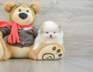 5 week old Pomeranian Puppy For Sale - Seaside Pups