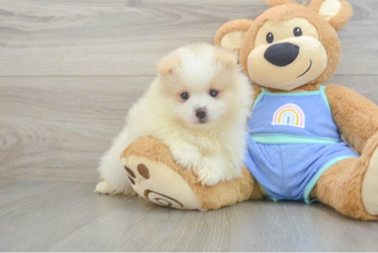 Best Pomeranian Baby