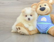 5 week old Pomeranian Puppy For Sale - Seaside Pups