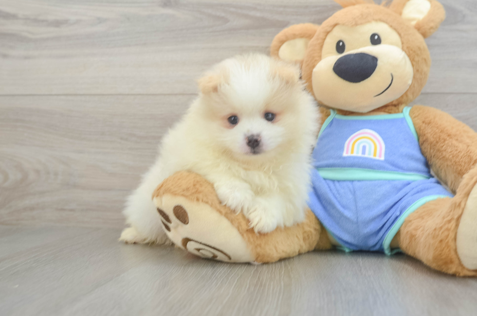 5 week old Pomeranian Puppy For Sale - Seaside Pups