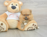 6 week old Pomeranian Puppy For Sale - Seaside Pups