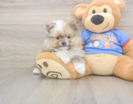 8 week old Pomeranian Puppy For Sale - Seaside Pups