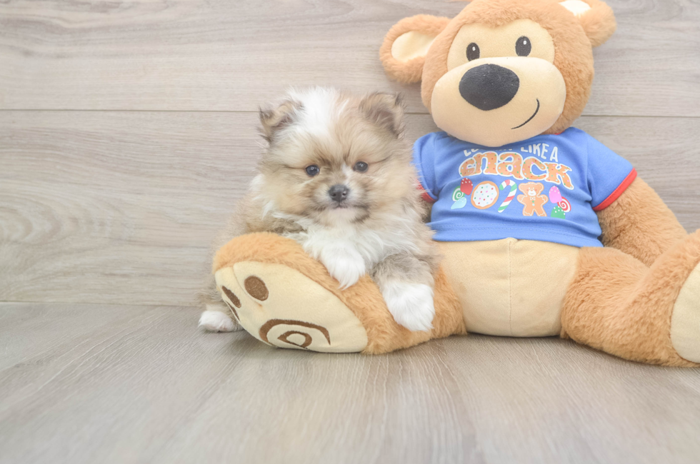 5 week old Pomeranian Puppy For Sale - Seaside Pups