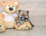 8 week old Pomeranian Puppy For Sale - Seaside Pups