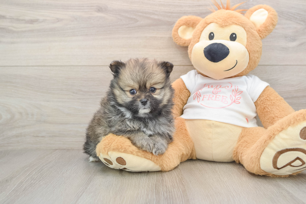 Playful Pomeranian Baby