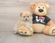 7 week old Pomeranian Puppy For Sale - Seaside Pups