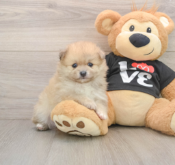 7 week old Pomeranian Puppy For Sale - Seaside Pups