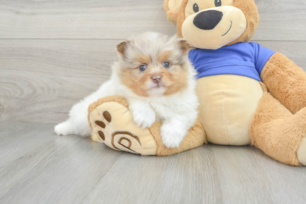 Meet Bento - our Pomeranian Puppy Photo  2/3 - Seaside Pups Best Pomeranian Baby
