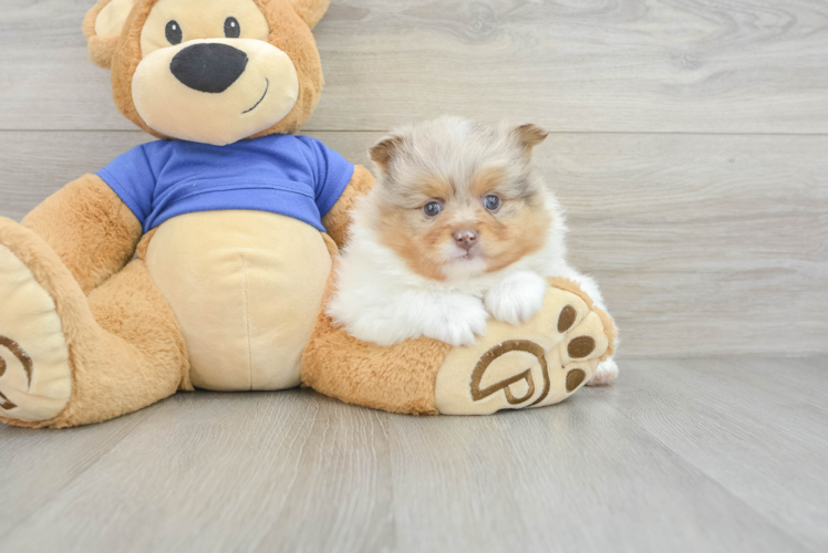 Meet Bento - our Pomeranian Puppy Photo  1/3 - Seaside Pups Funny Pomeranian Purebred Pup