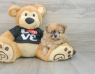 6 week old Pomeranian Puppy For Sale - Seaside Pups