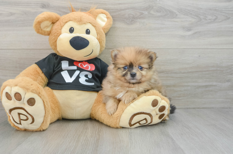 6 week old Pomeranian Puppy For Sale - Seaside Pups