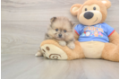 Smart Pom Dog Purebred Puppy