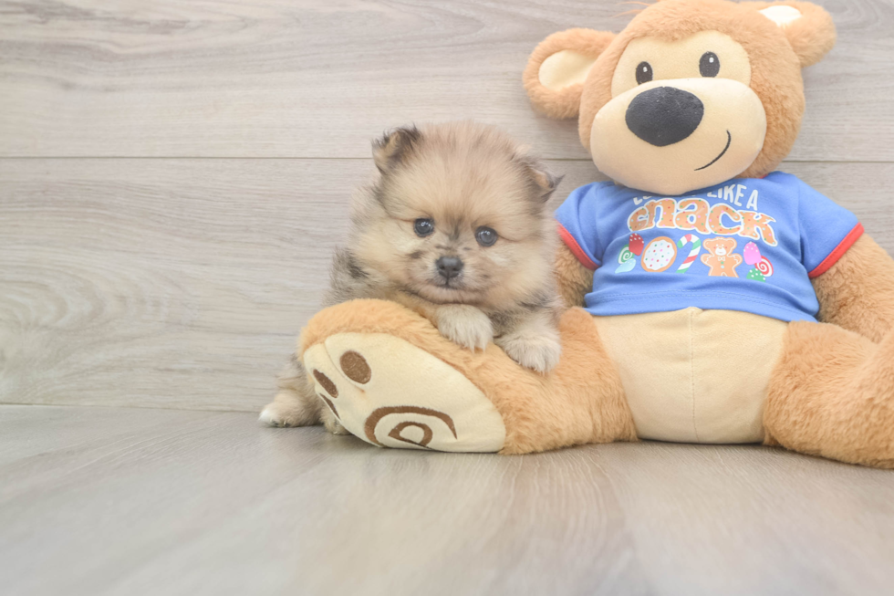 Smart Pom Dog Purebred Puppy