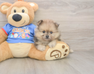 7 week old Pomeranian Puppy For Sale - Seaside Pups