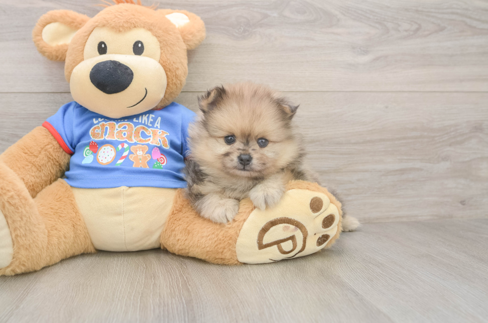 5 week old Pomeranian Puppy For Sale - Seaside Pups
