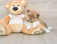 8 week old Pomeranian Puppy For Sale - Seaside Pups