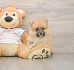 5 week old Pomeranian Puppy For Sale - Seaside Pups