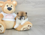 8 week old Pomeranian Puppy For Sale - Seaside Pups
