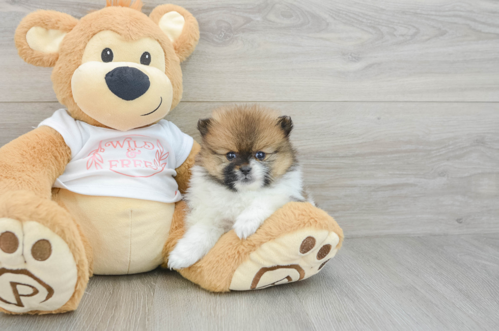 7 week old Pomeranian Puppy For Sale - Seaside Pups