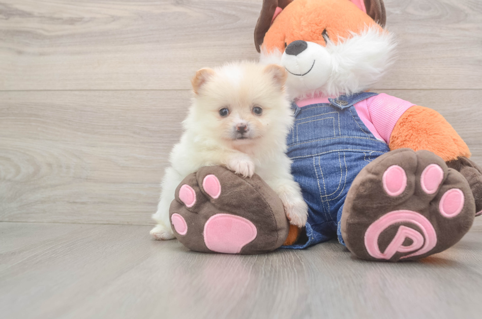 5 week old Pomeranian Puppy For Sale - Seaside Pups