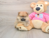 8 week old Pomeranian Puppy For Sale - Seaside Pups