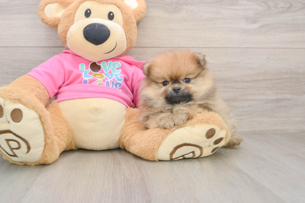 Pomeranian Pup Being Cute