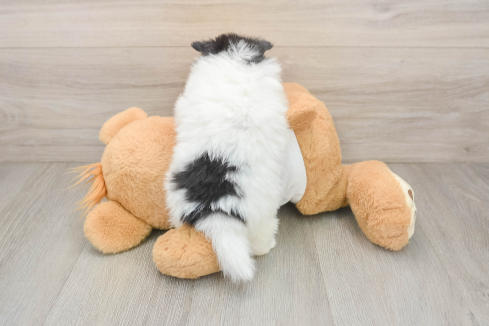 Pomeranian Pup Being Cute