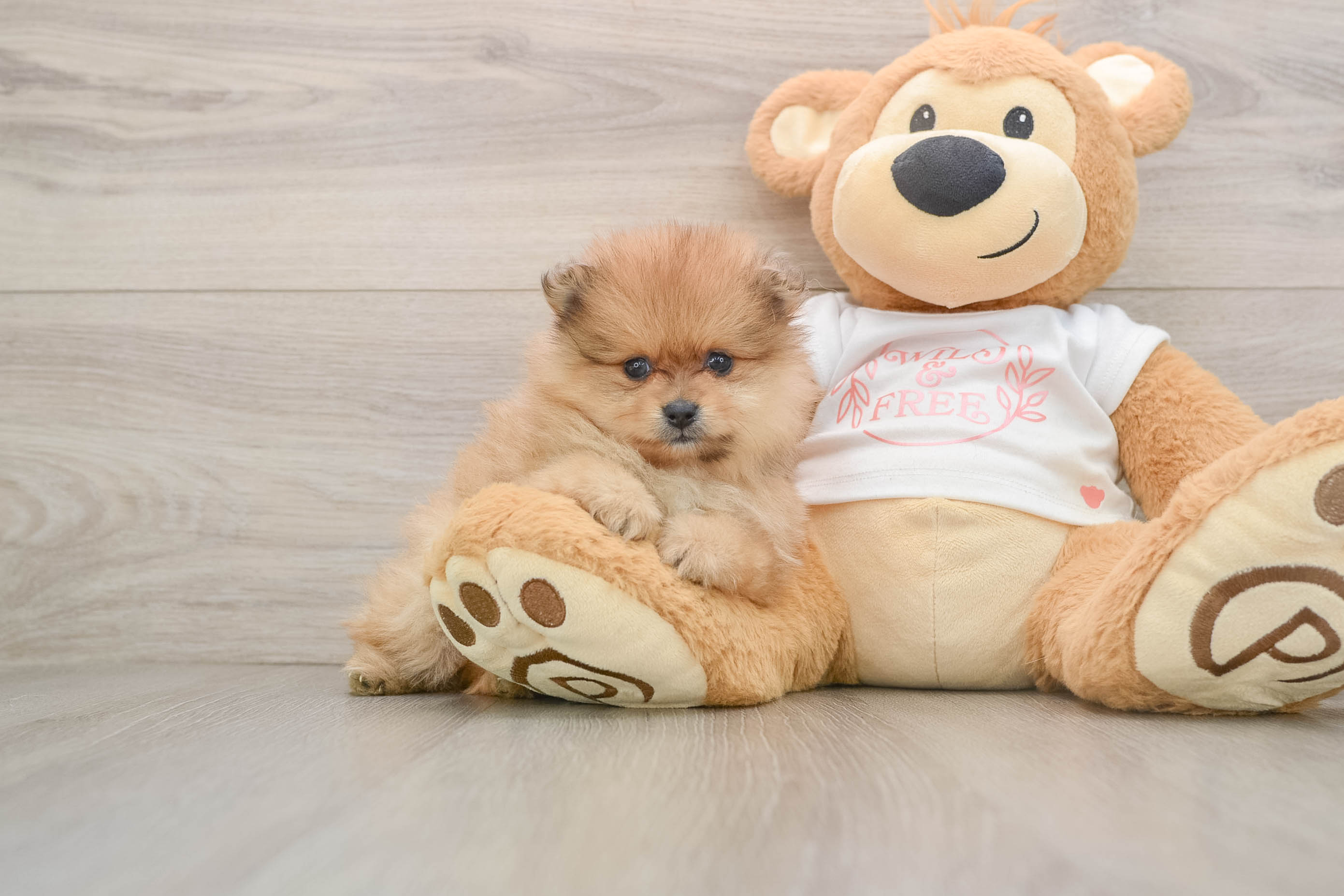 Best Pomeranian Baby
