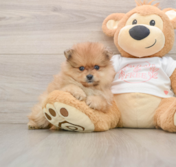 5 week old Pomeranian Puppy For Sale - Seaside Pups