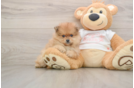 Best Pomeranian Baby