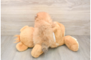 Smart Deutscher Spitz Purebred Puppy