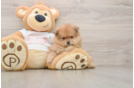 Funny Pomeranian Purebred Pup