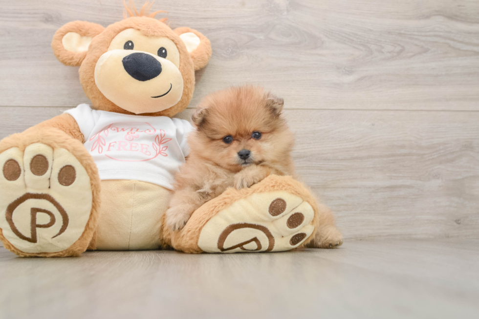 Funny Pomeranian Purebred Pup