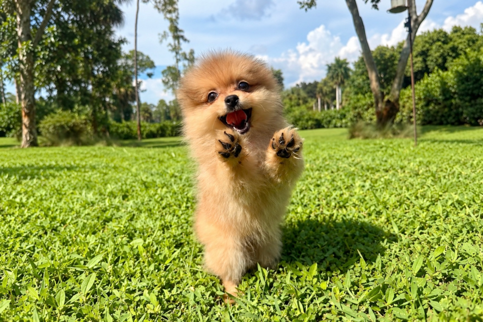 Pomeranian Pup Being Cute