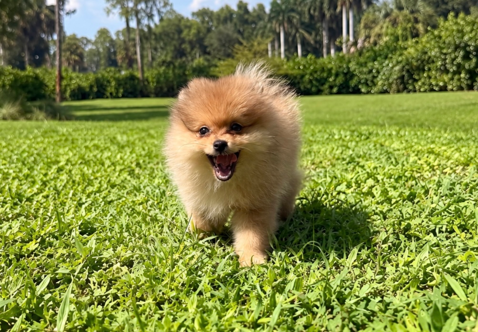 Cute Pomeranian Purebred Pup
