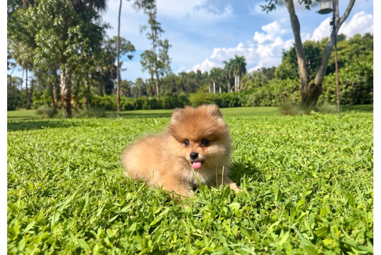 Best Pomeranian Baby