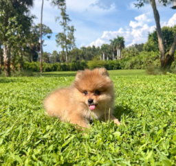 11 week old Pomeranian Puppy For Sale - Seaside Pups