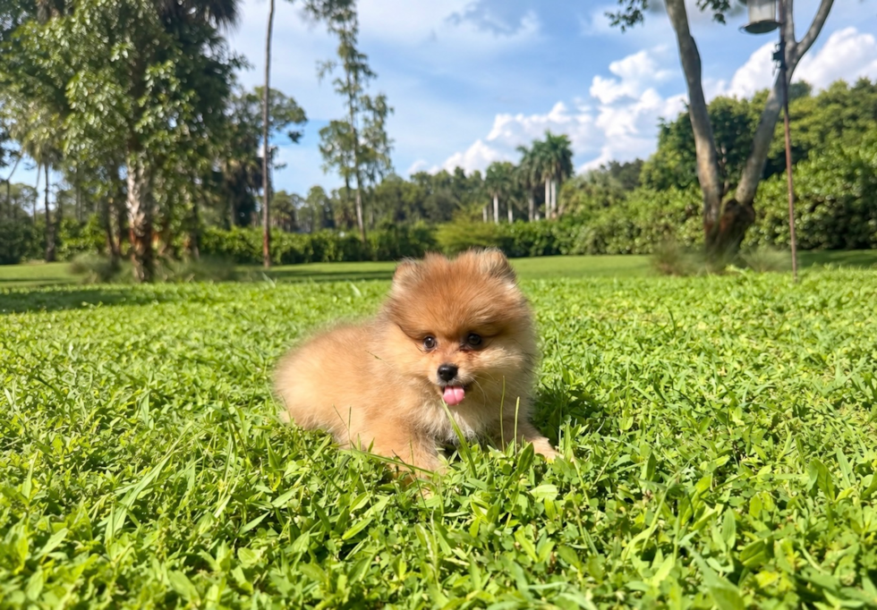 Best Pomeranian Baby