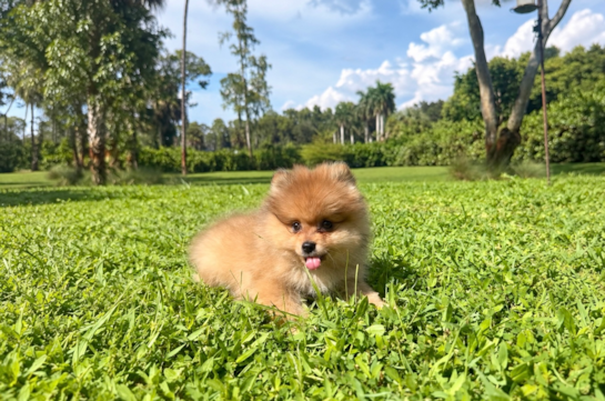 Best Pomeranian Baby