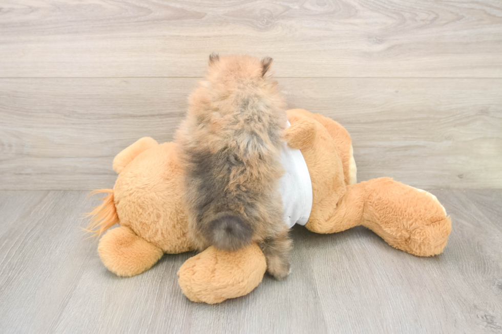 Best Pomeranian Baby