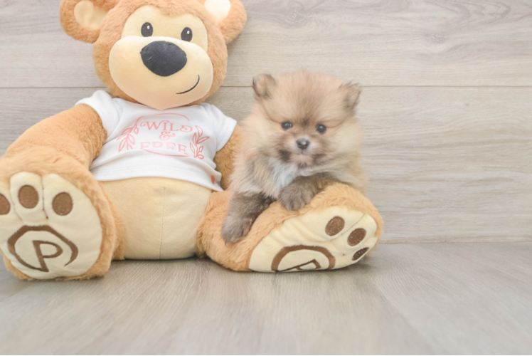 Best Pomeranian Baby