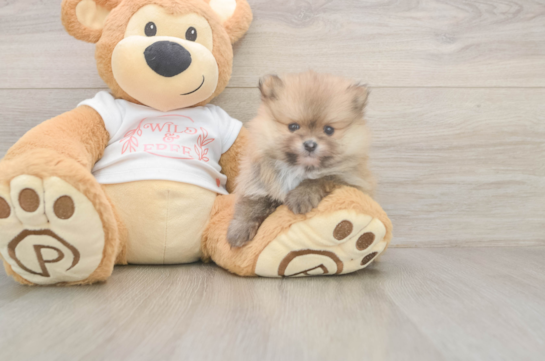 5 week old Pomeranian Puppy For Sale - Seaside Pups Best Pomeranian Baby