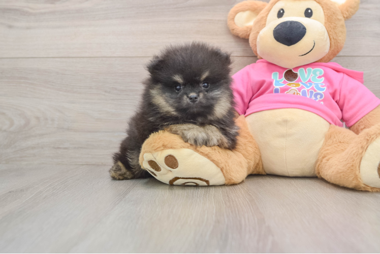 Pomeranian Pup Being Cute