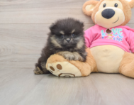 9 week old Pomeranian Puppy For Sale - Seaside Pups