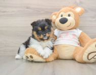 8 week old Pomeranian Puppy For Sale - Seaside Pups