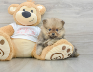 7 week old Pomeranian Puppy For Sale - Seaside Pups