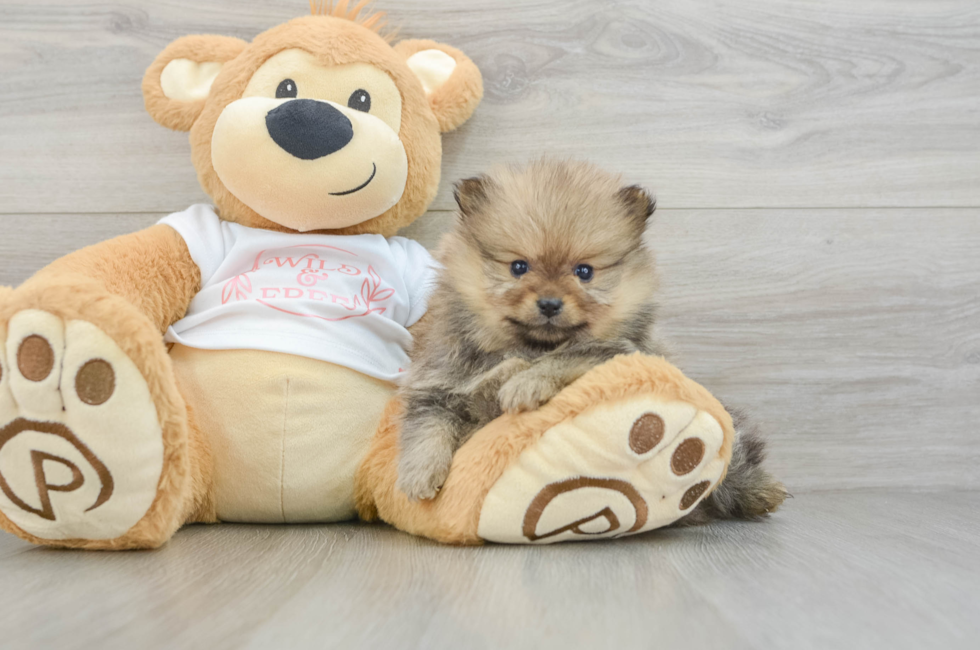 7 week old Pomeranian Puppy For Sale - Seaside Pups