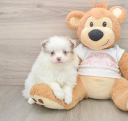 6 week old Pomeranian Puppy For Sale - Seaside Pups